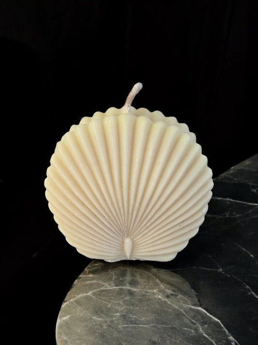 Coquillage de princesse